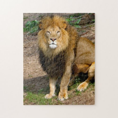 Wildlife African Lion Sitting Photo Jigsaw Puzzle