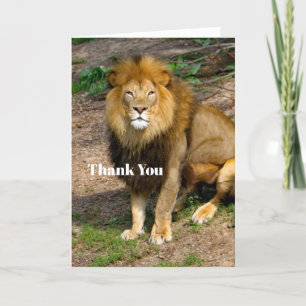 Wildlife African Lion Sitting Photo Letterpress Thank You Card