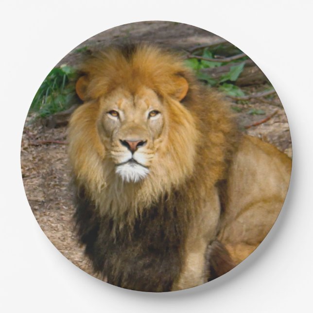 Wildlife African Lion Sitting Photo Paper Plates (Front)