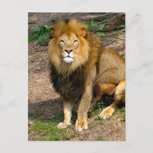 Wildlife African Lion Sitting Photo Postcard