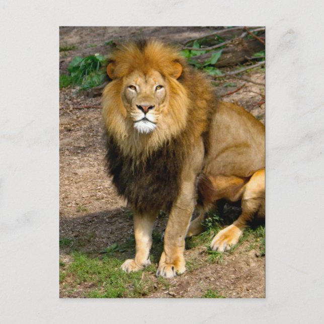 Wildlife African Lion Sitting Photo Postcard (Front)