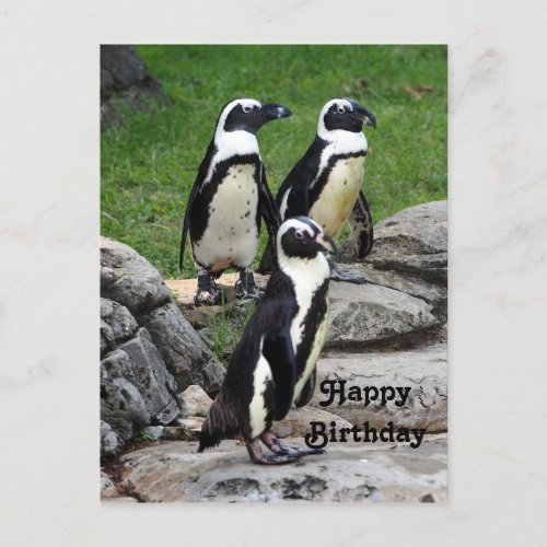 Wildlife African Penguin Photo Birthday Postcard