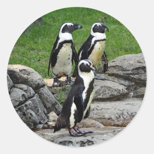 Wildlife African Penguin Photo Classic Round Sticker