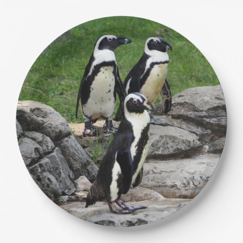 Wildlife African Penguin Photo Paper Plates