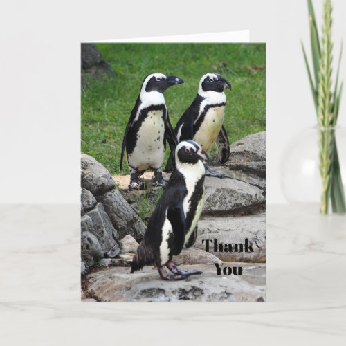 Wildlife African Penguin Photo Thank You Card