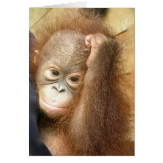 Wildlife Baby Orangutan (version 2) (Front)