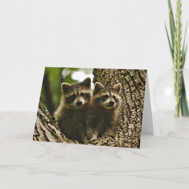 Wildlife - Baby Raccoons Photo Card (Front)