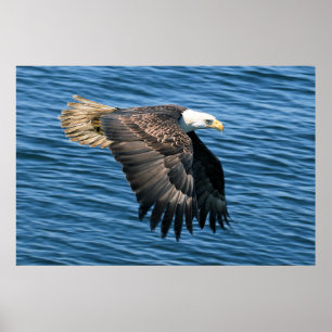 Wildlife Bald Eagle Photo Poster