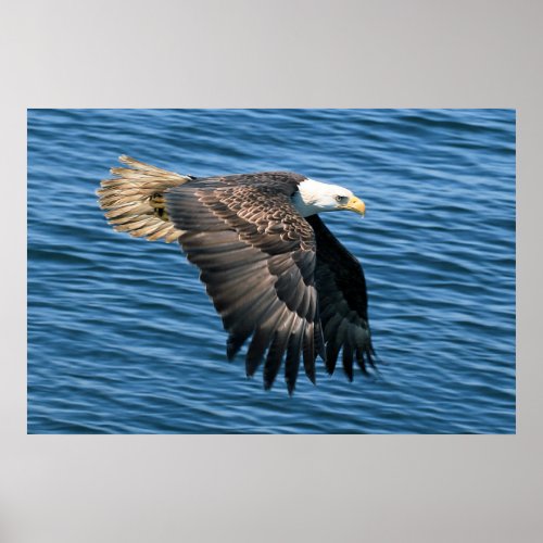 Wildlife Bald Eagle Photo Poster