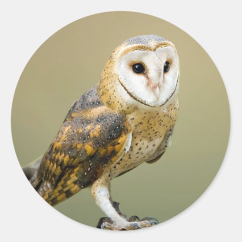 Wildlife Barn Owl Photo Classic Round Sticker