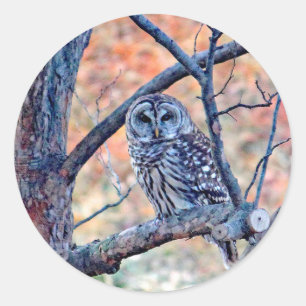 Wildlife Barred Owl Tree Photo Classic Round Sticker