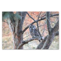 Wildlife Barred Owl Tree Photo Tissue Paper