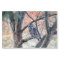 Wildlife Barred Owl Tree Photo