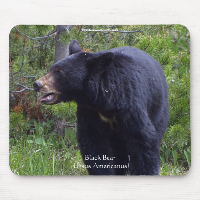 Wildlife Bears Animal-lovers Design Mouse Pad (Front)