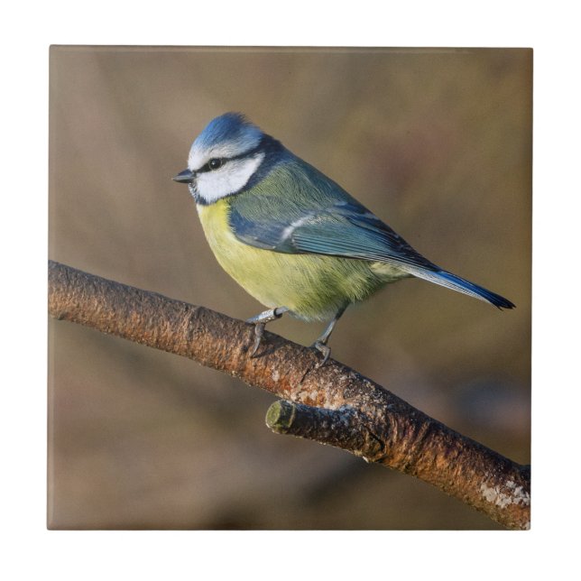 Wildlife beautiful bluetit bird ceramic tile (Front)