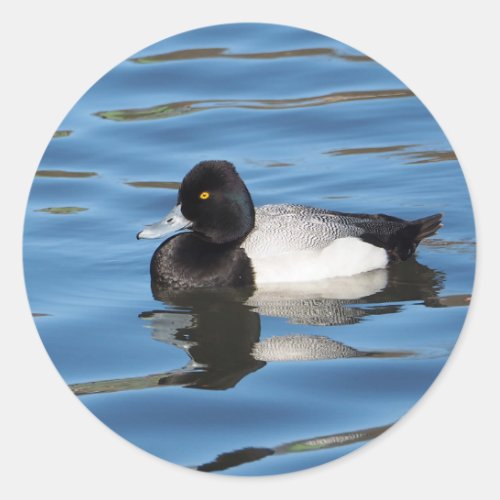 Wildlife Black and White Duck Scaup Photo Classic Round Sticker