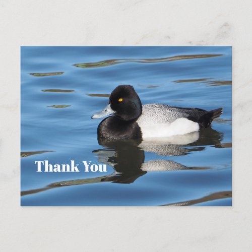 Wildlife Black and White Duck Scaup Thank You Postcard