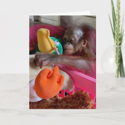 Wildlife Blank Cards Baby Orangutan Grabs Toys  Card