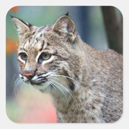 Wildlife Bobcat Photo Square Sticker