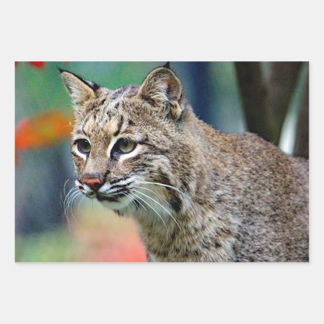 Wildlife Bobcat Photo Wrapping Paper Sheets (Front)