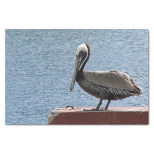 Wildlife Brown Pelican Water Photo Tissue Paper