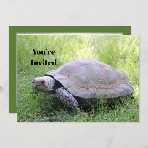 Wildlife Brown Tortoise Photo Birthday Invitation