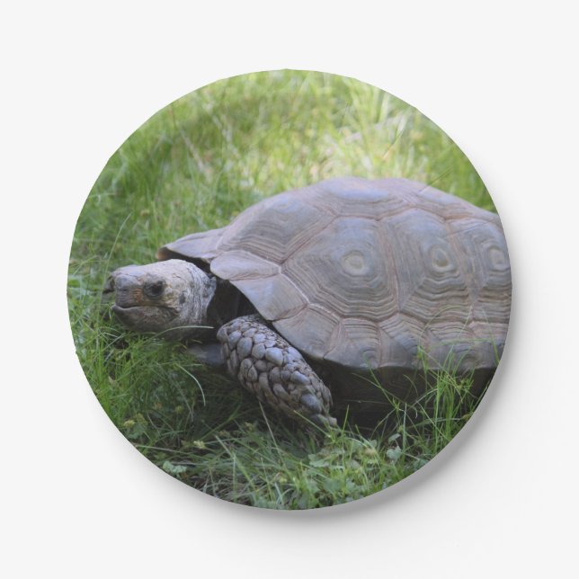 Wildlife Brown Tortoise Photo Paper Plates (Front)