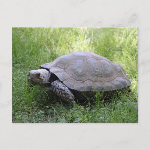Wildlife Brown Tortoise Photo Postcard
