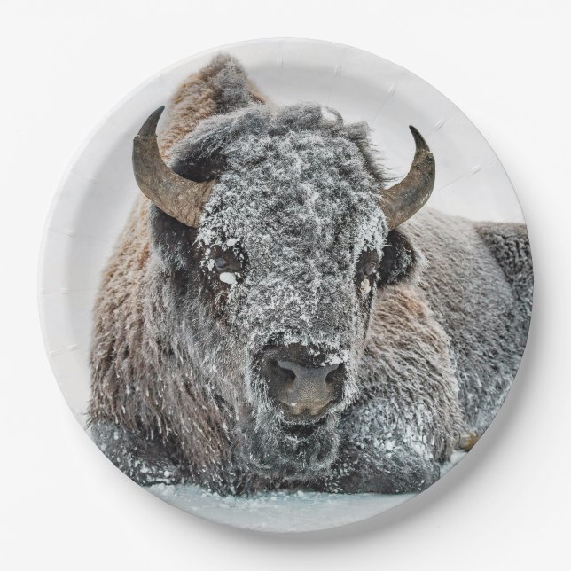 Wildlife Buffalo Snow Photo Paper Plates (Front)