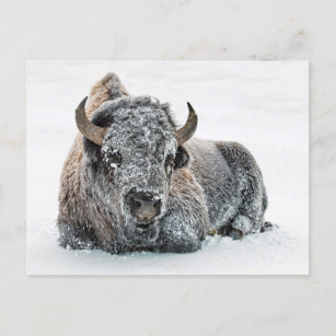 Wildlife Buffalo Snow Photo Postcard