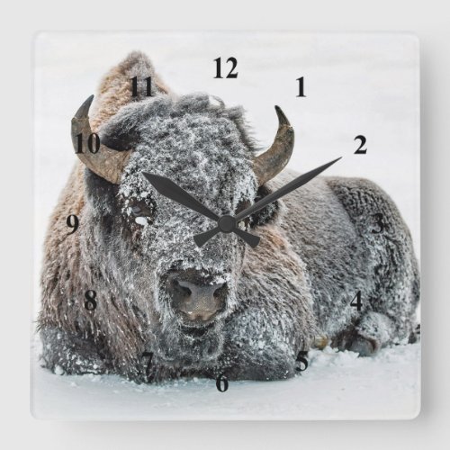 Wildlife Buffalo Snow Photo Square Wall Clock