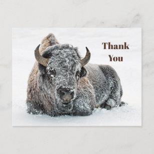 Wildlife Buffalo Snow Photo Thank You Postcard