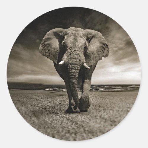 Wildlife Bull Elephant Photo Classic Round Sticker