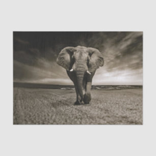 Wildlife Bull Elephant Photo Tissue Paper