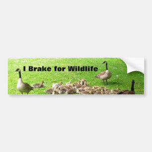 Wildlife Bumper Sticker
