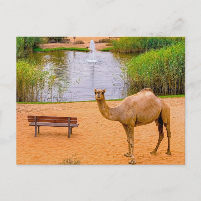 Wildlife Camel Oasis Photo Postcard (Front)
