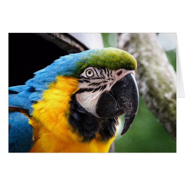 Wildlife card featuring a macaw, blank inside. (Front Horizontal)