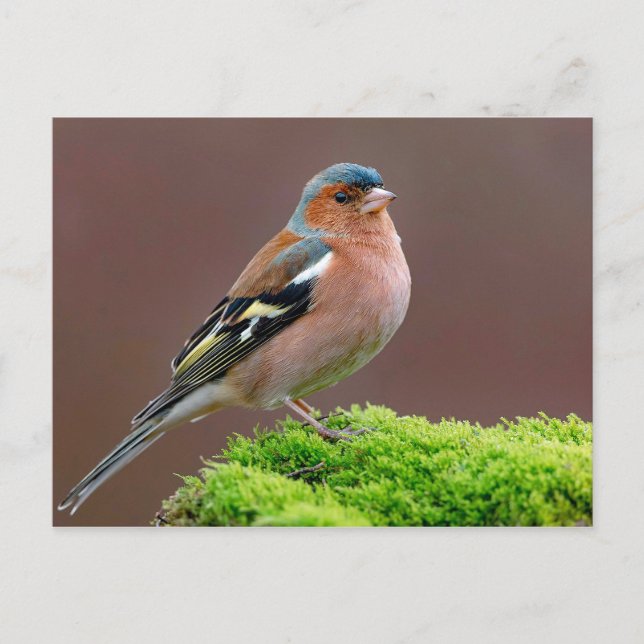 Wildlife Chaffinch Photo Postcard (Front)