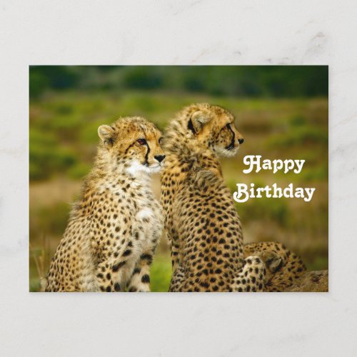 Wildlife Cheetah Photo Birthday Postcard