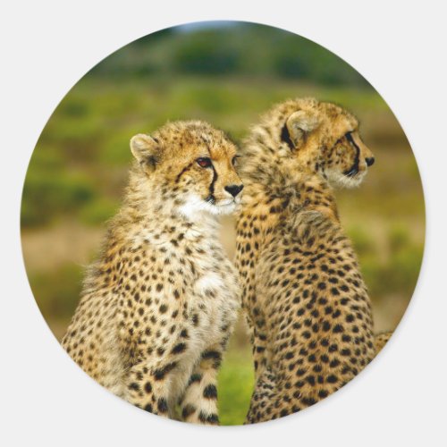 Wildlife Cheetah Photo Classic Round Sticker