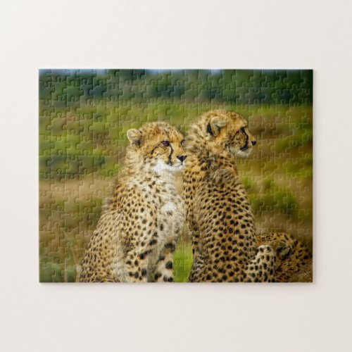 Wildlife Cheetah Photo Jigsaw Puzzle