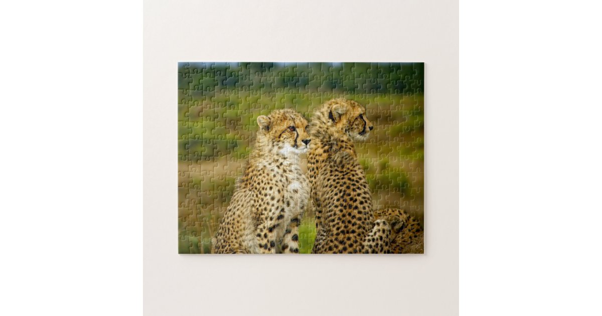 Wildlife Cheetah Photo Jigsaw Puzzle | Zazzle