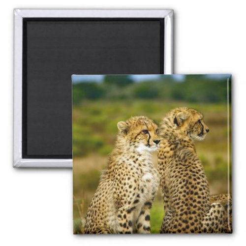 Wildlife Cheetah Photo Magnet