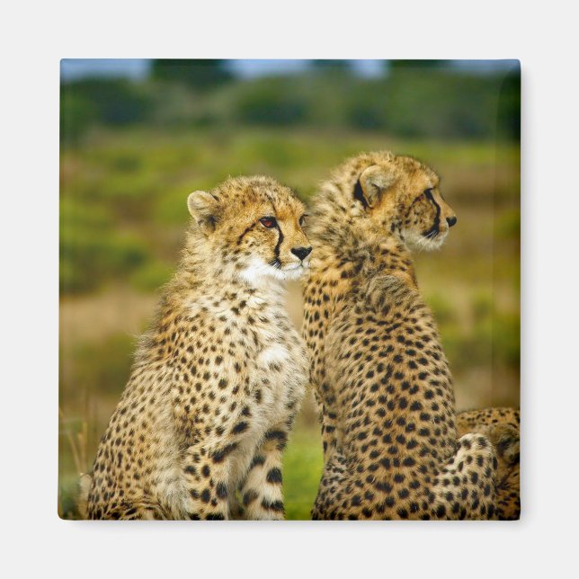 Wildlife Cheetah Photo Magnet (Front)