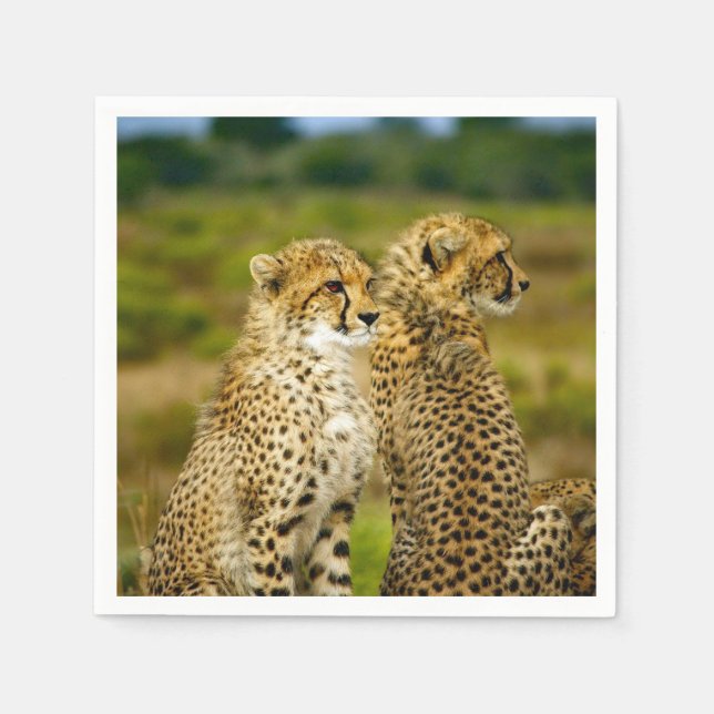 Wildlife Cheetah Photo Napkins (Front)