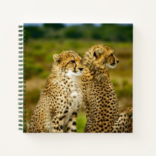 Wildlife Cheetah Photo Notebook