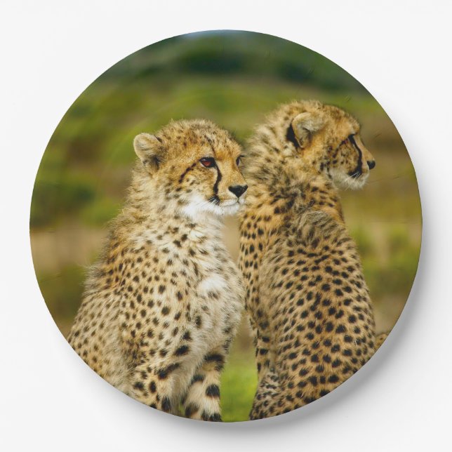Wildlife Cheetah Photo Paper Plates (Front)