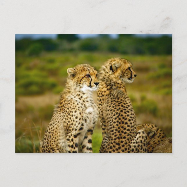 Wildlife Cheetah Photo Postcard (Front)