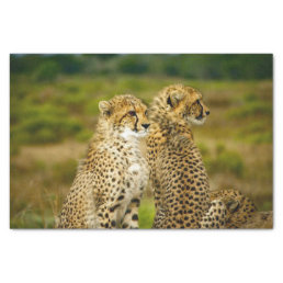 Wildlife Cheetah Photo Tissue Paper