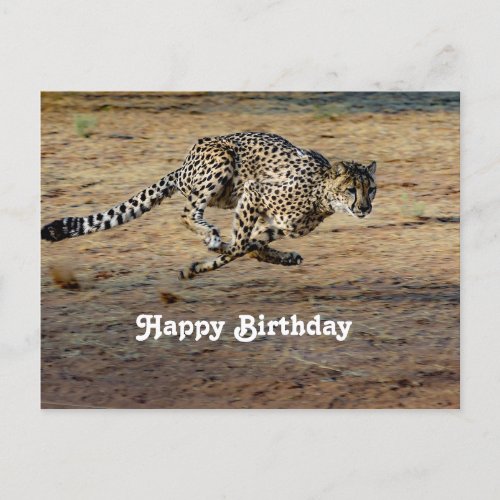Wildlife Cheetah Running Photo Birthday Postcard